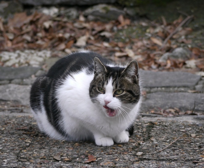 Photo de Chat domestique