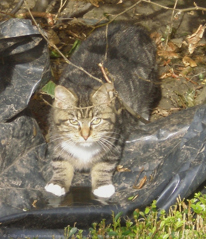 Photo de Chat domestique