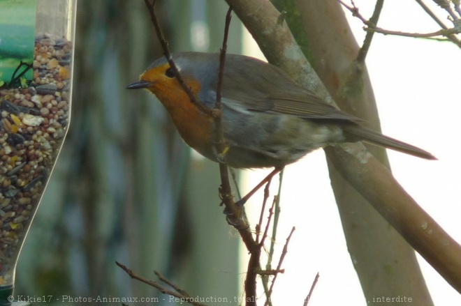 Photo de Rouge gorge