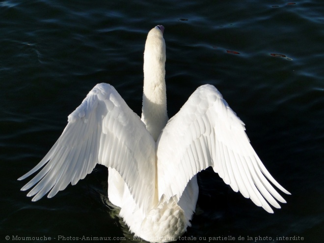 Photo de Cygne