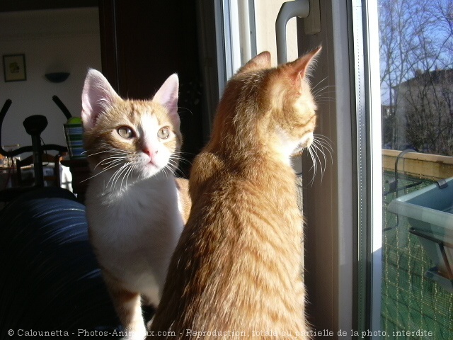 Photo de Chat domestique