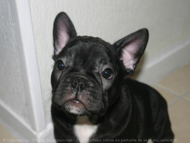 Photo de Bouledogue franais