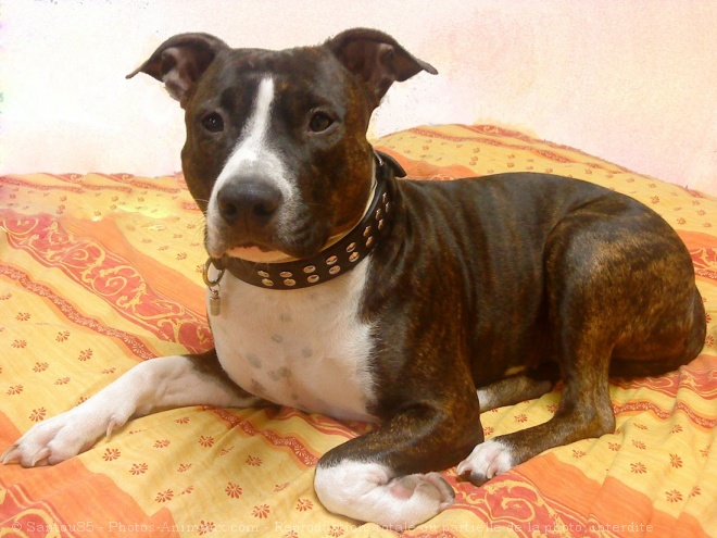 Photo d'American staffordshire terrier