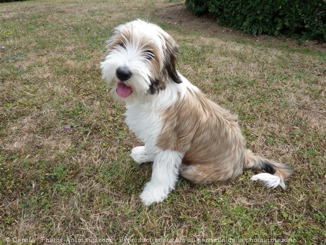 Photo de Terrier tibetain