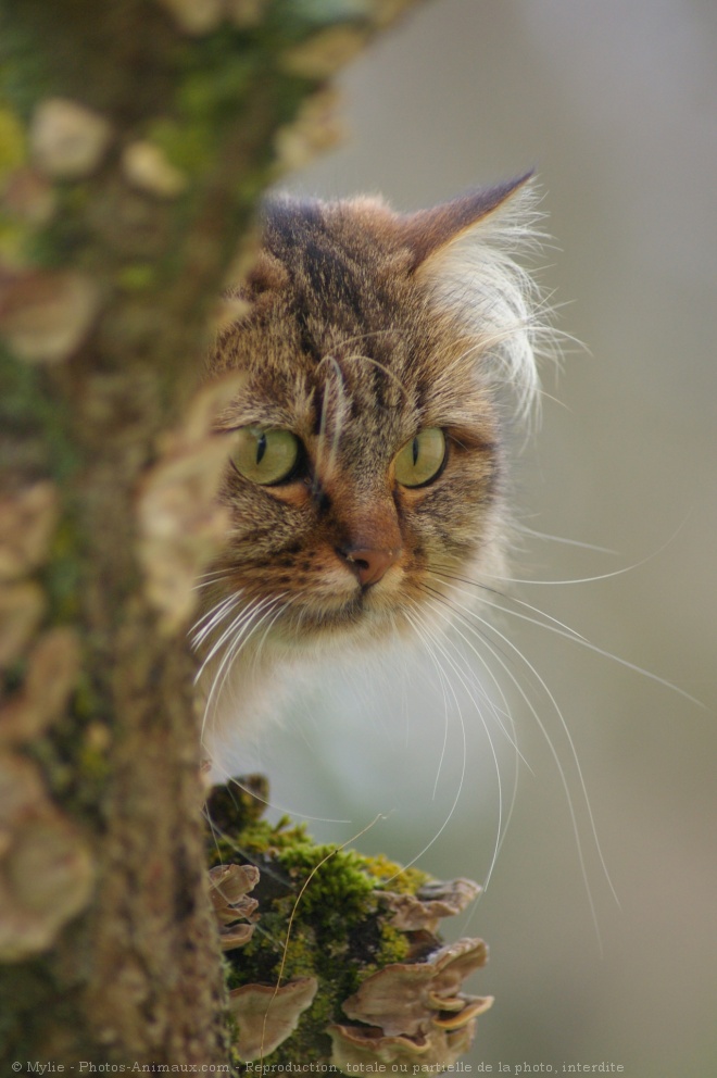 Photo de Chat domestique