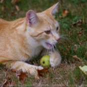 Photo de Chat domestique