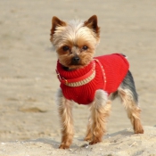 Photo de Yorkshire terrier