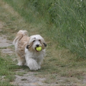 Photo de Terrier tibetain