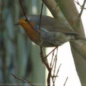 Photo de Rouge gorge