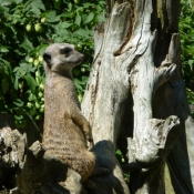 Photo de Suricate