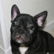 Photo de Bouledogue franais