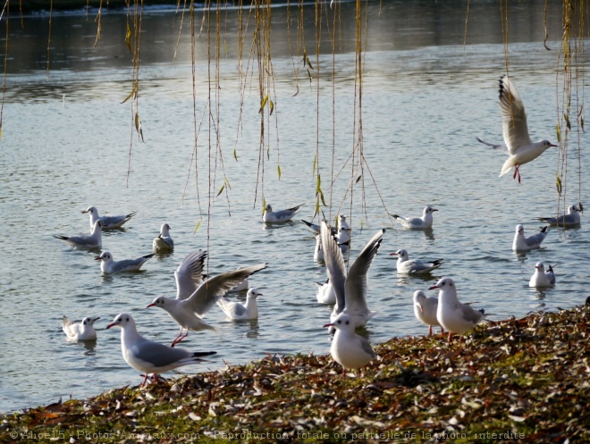 Photo de Mouette