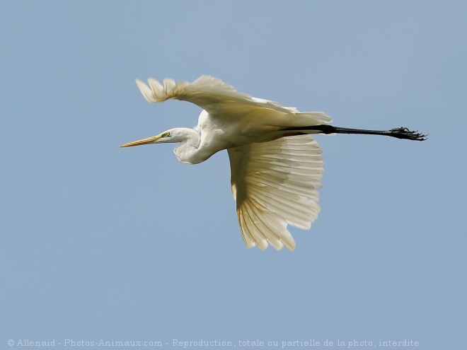 Photo d'Aigrette