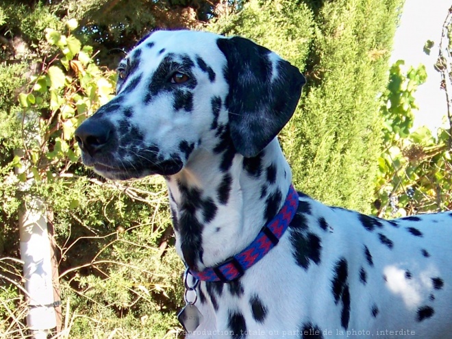 Photo de Dalmatien