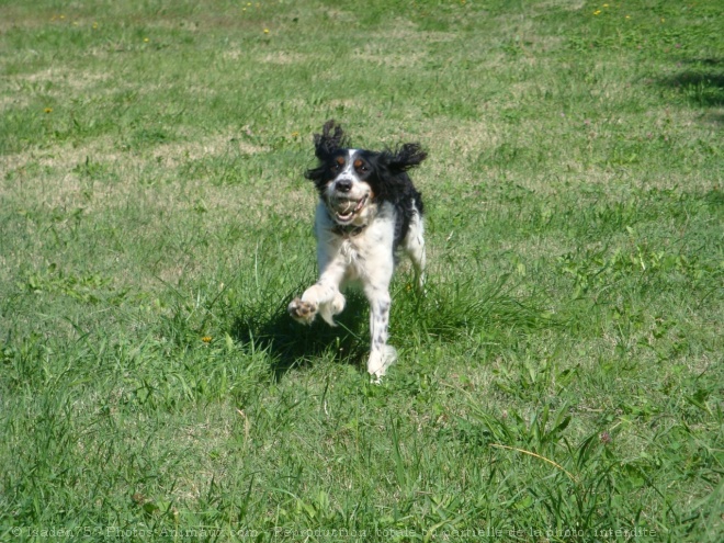 Photo d'English springer spaniel