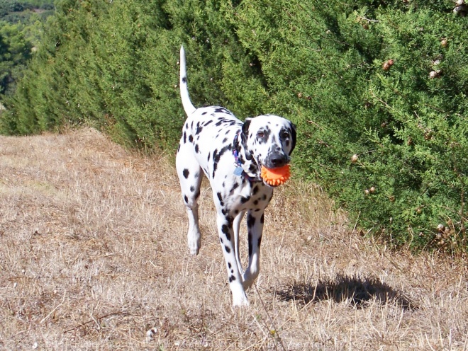 Photo de Dalmatien