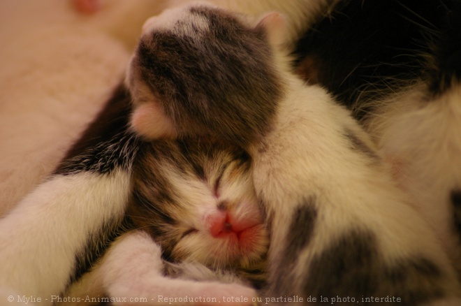 Photo de Chat domestique