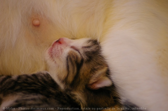 Photo de Chat domestique