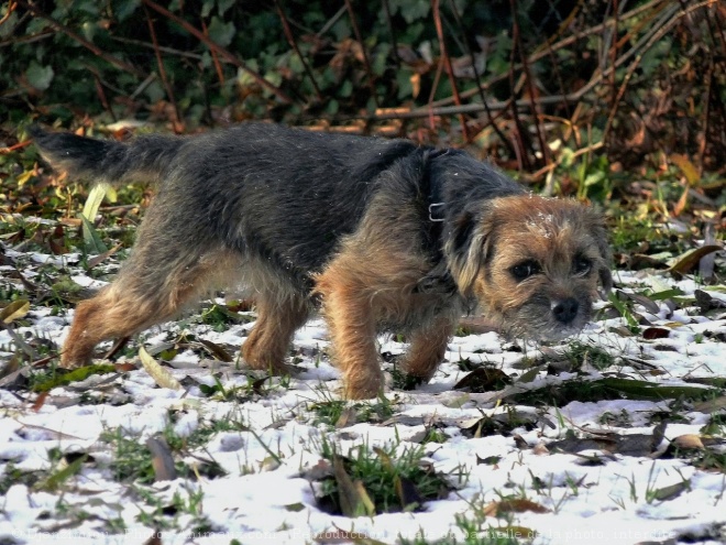 Photo de Border terrier