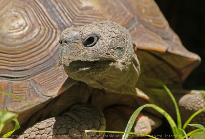 Photo de Tortue