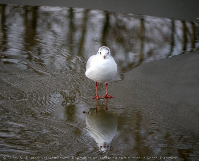 Photo de Mouette