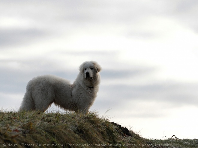 Photo de Chien de montagne des pyrnes