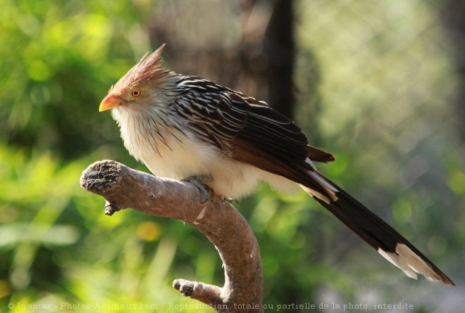 Photo de Guira cantara