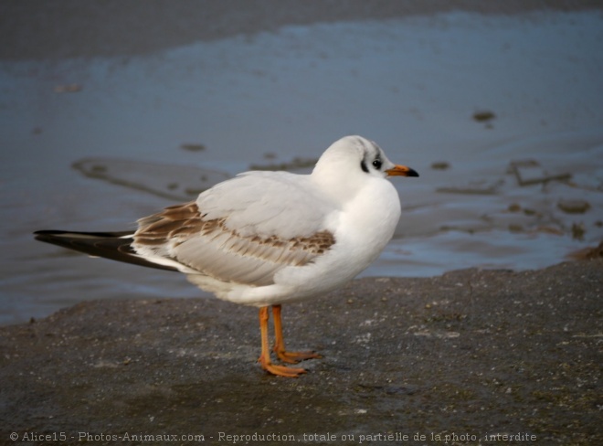 Photo de Mouette