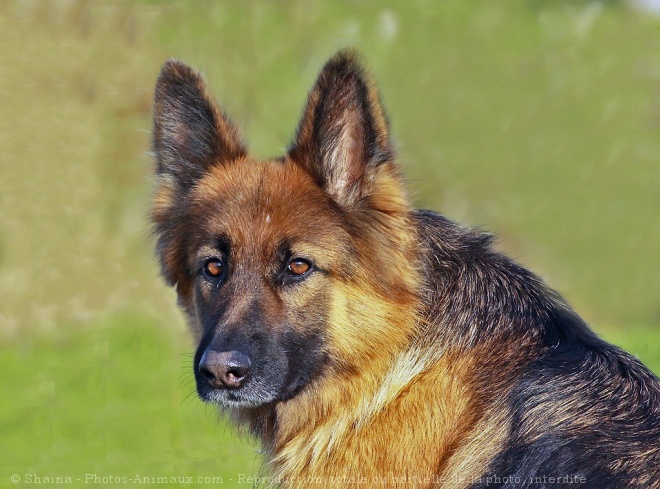 Photo de Berger allemand  poil court