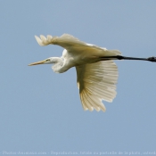 Photo d'Aigrette