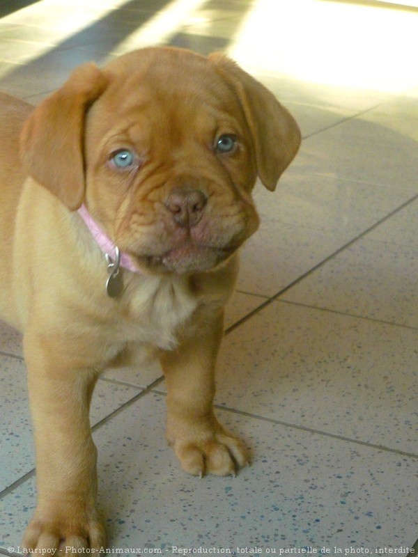 Photo de Dogue de bordeaux