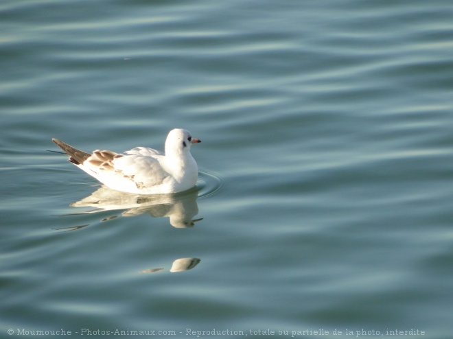 Photo de Mouette