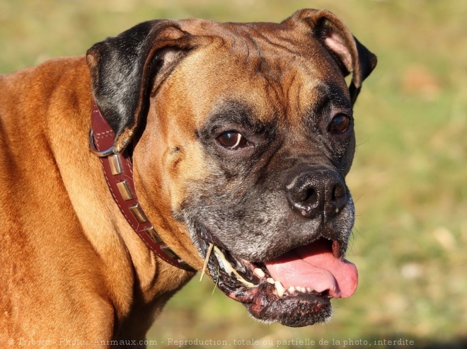 Photo de Boxer