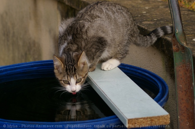 Photo de Chat domestique