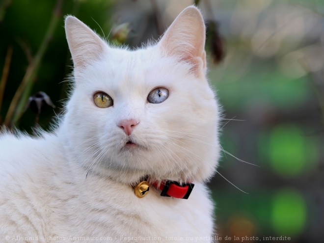 Photo de Chat domestique