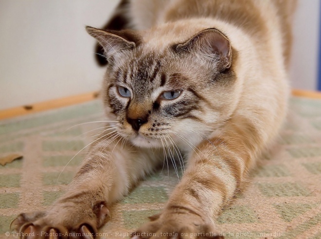 Photo de Chat domestique