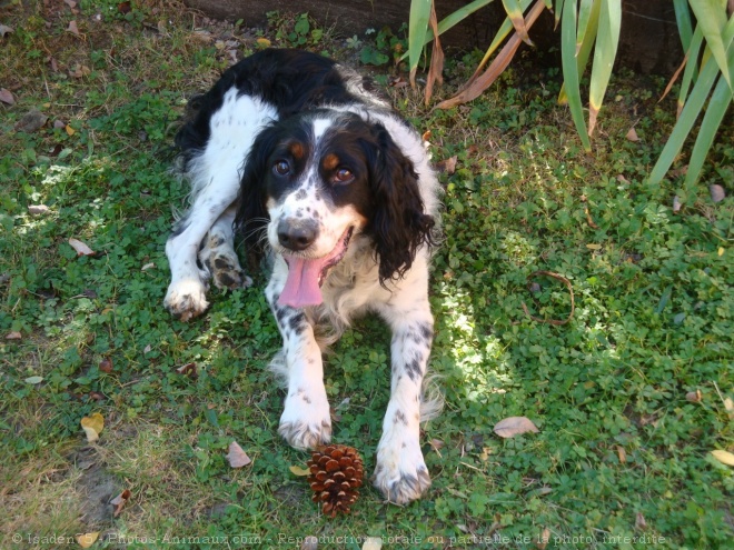 Photo d'English springer spaniel