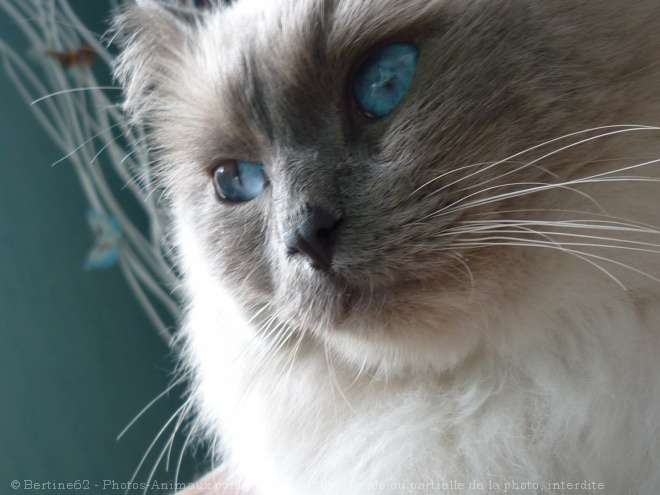 Photo de Ragdoll