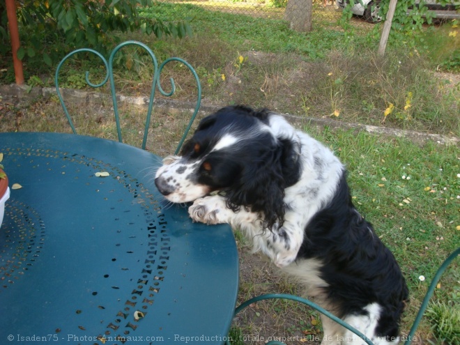 Photo d'English springer spaniel