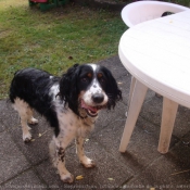 Photo d'English springer spaniel