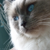 Photo de Ragdoll