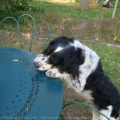 Photo d'English springer spaniel