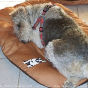 Photo de Fox terrier  poil dur