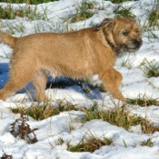 Photo de Border terrier