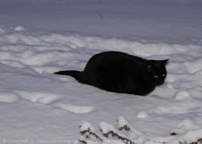 Photo de Chat domestique