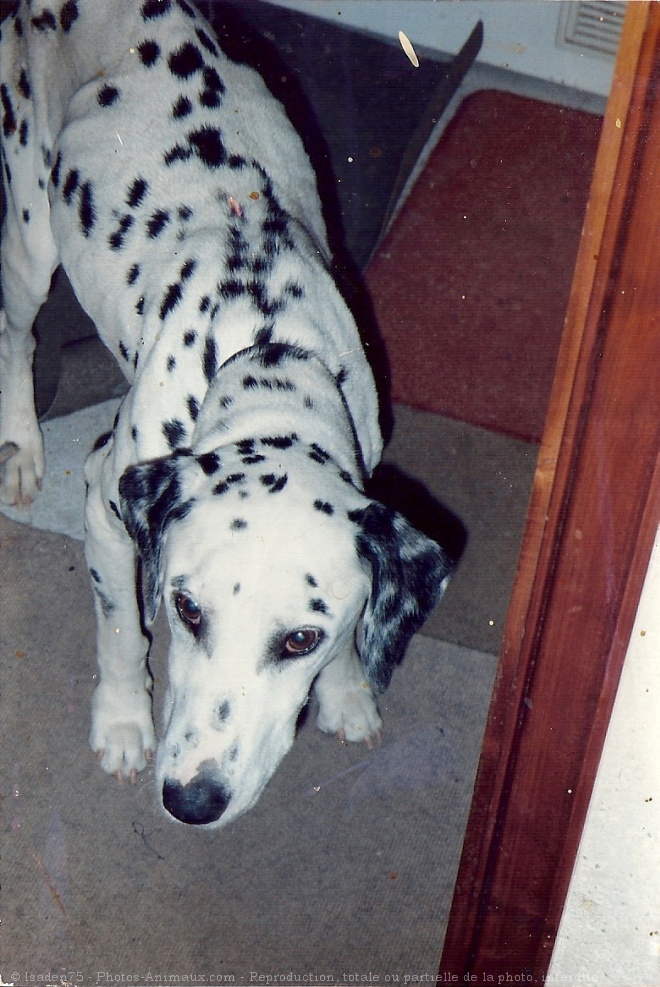 Photo de Dalmatien