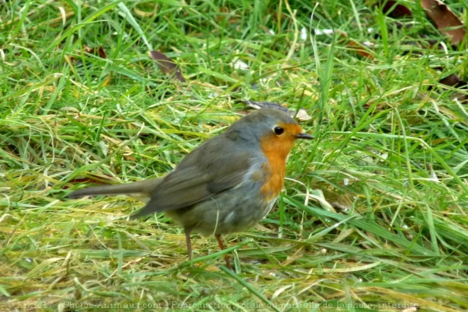 Photo de Rouge gorge