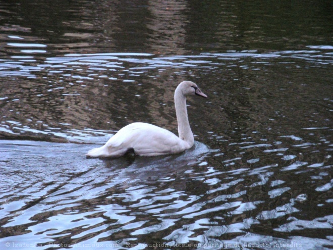 Photo de Cygne