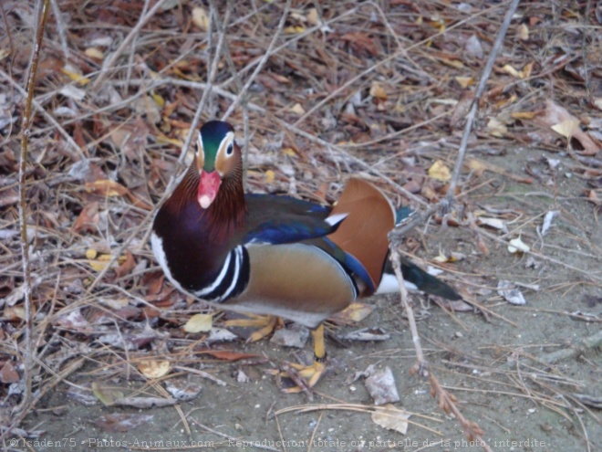 Photo de Canard mandarin