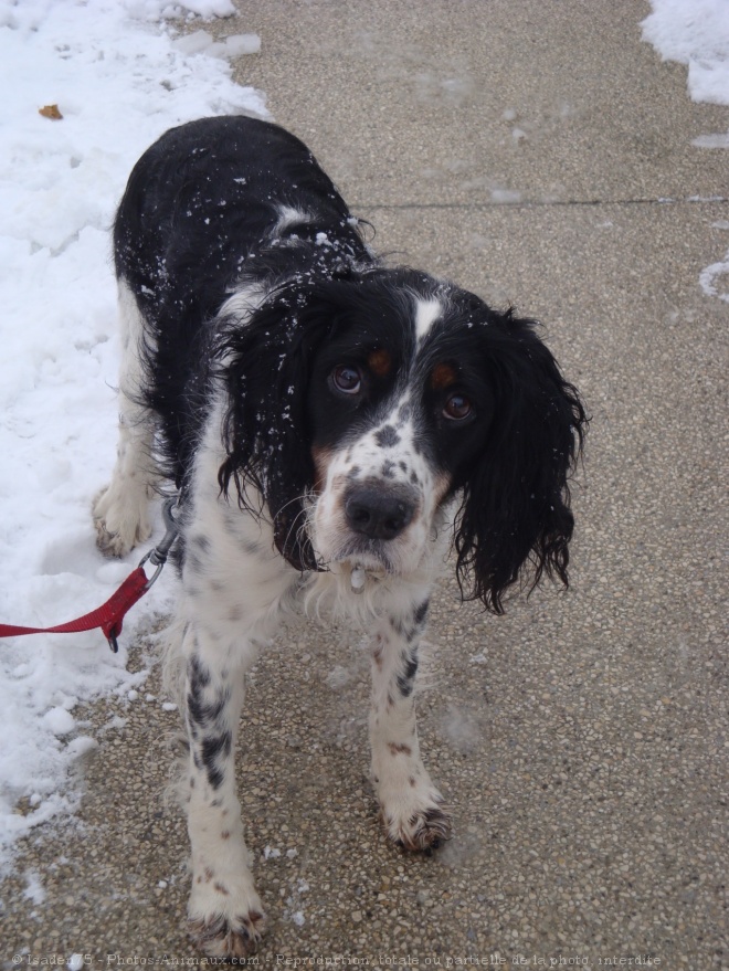 Photo d'English springer spaniel